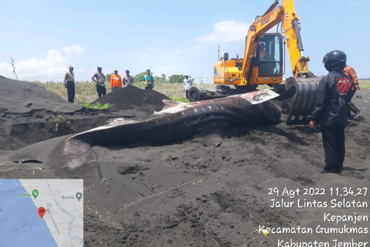 Tiga hiu tutul terdampar di pesisir selatan Lumajang dan Jember