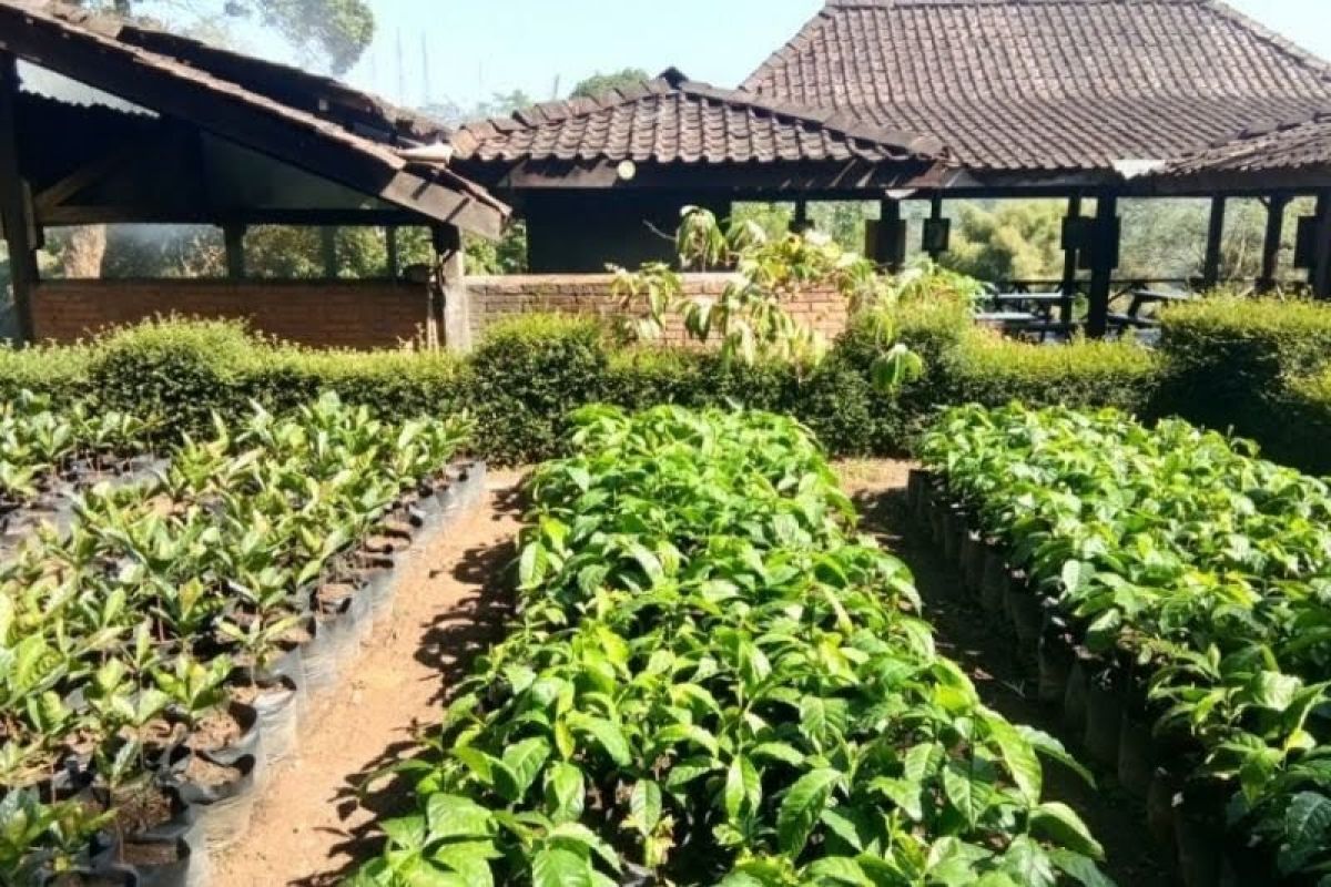 DKP OKU dorong masyarakat budidaya tanaman  dengan sistem hidroponik
