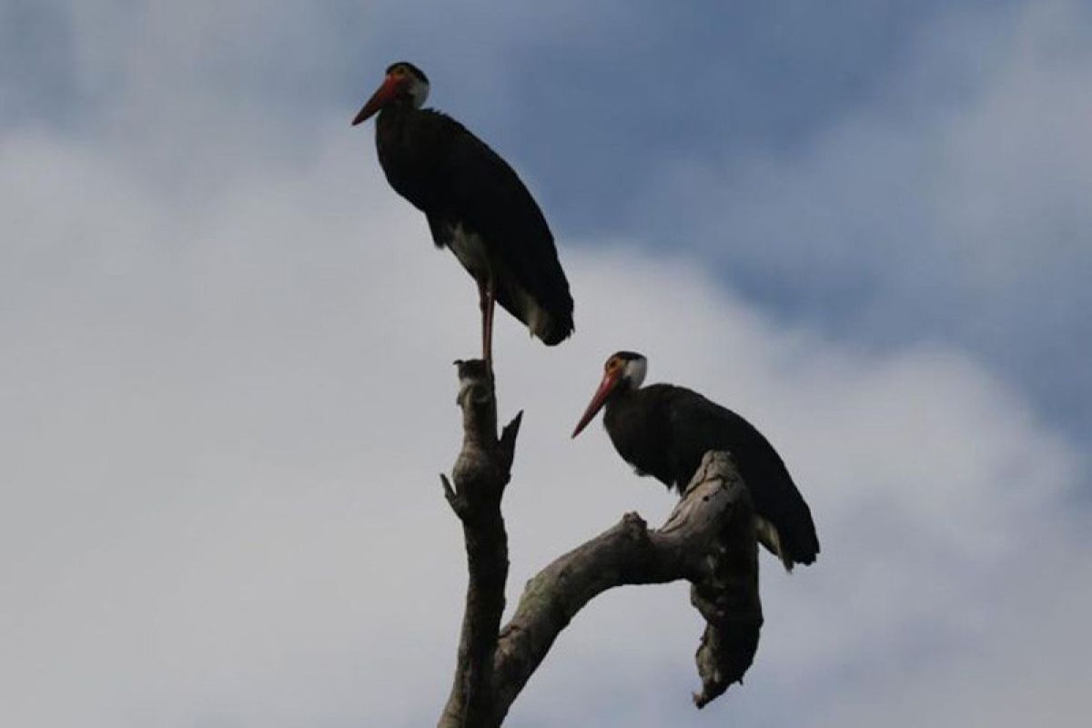 TN Tanjung Puting jadi habitat burung langka di dunia