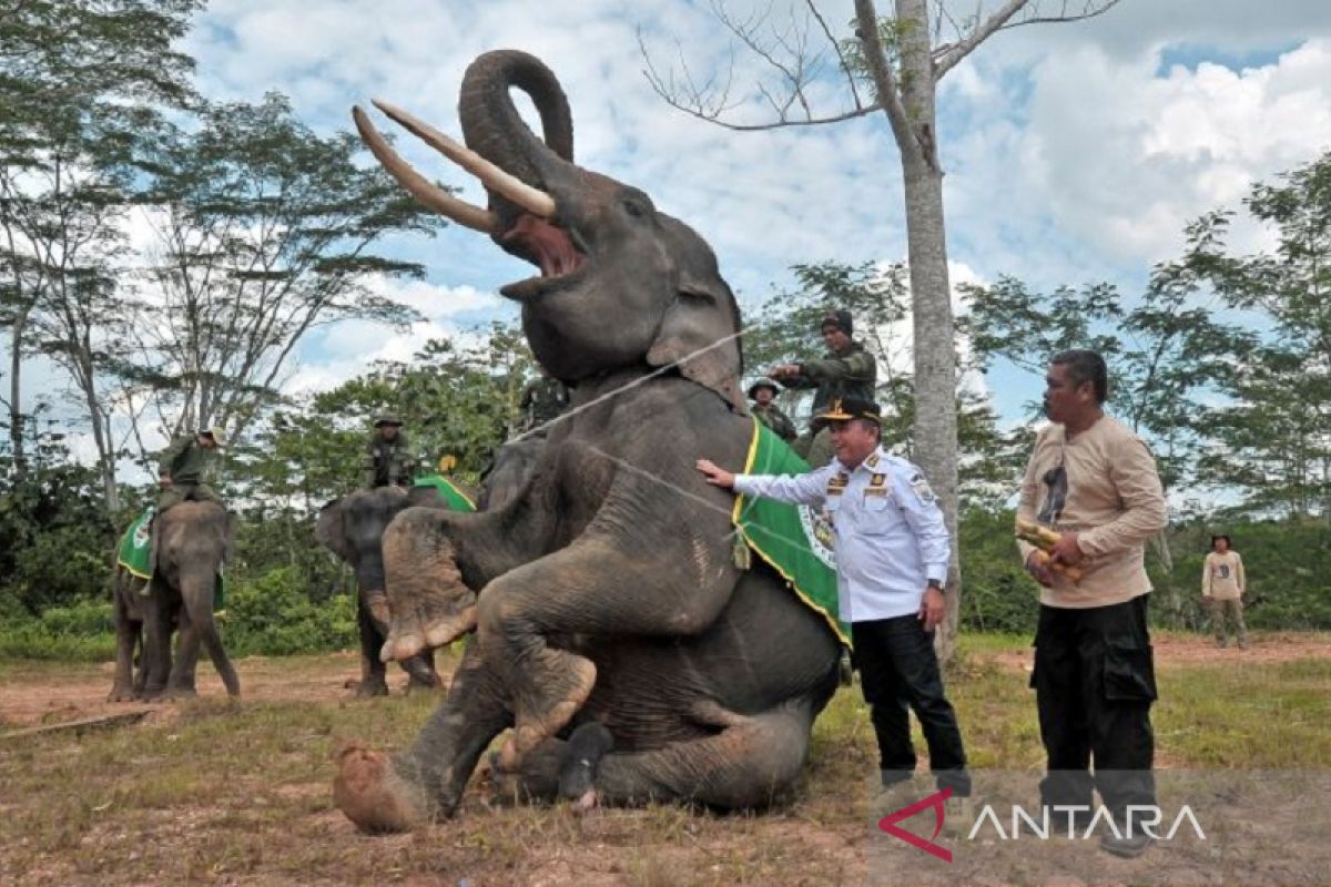 Kebun Binatang Taman Rimba Jambi datangkan gajah betina