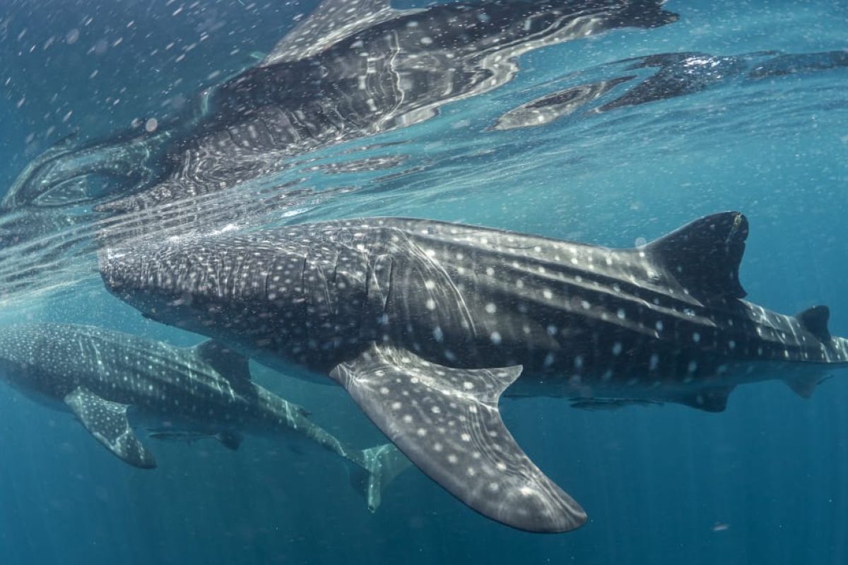 TN Teluk Cendrawasih mengajak masyarakat jaga populasi hiu paus