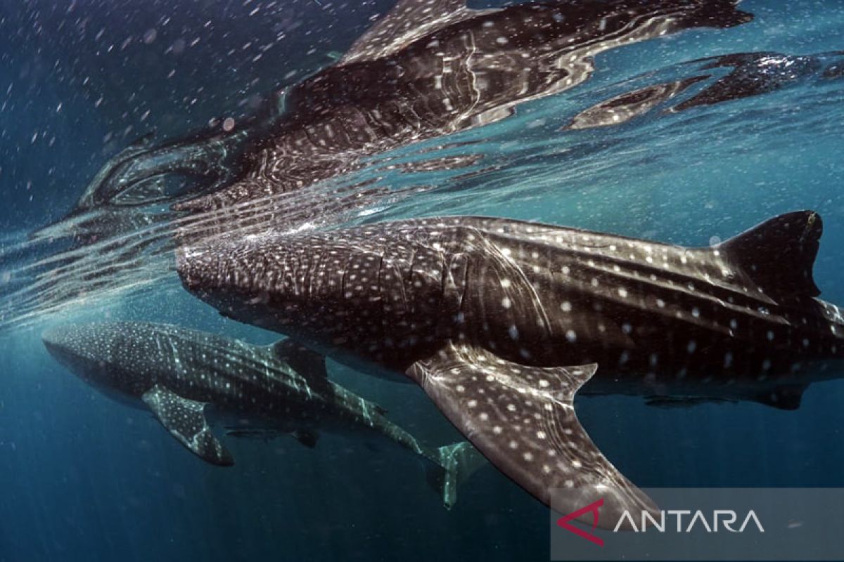 TN Teluk Cendrawasih ajak masyarakat jaga populasi hiu paus