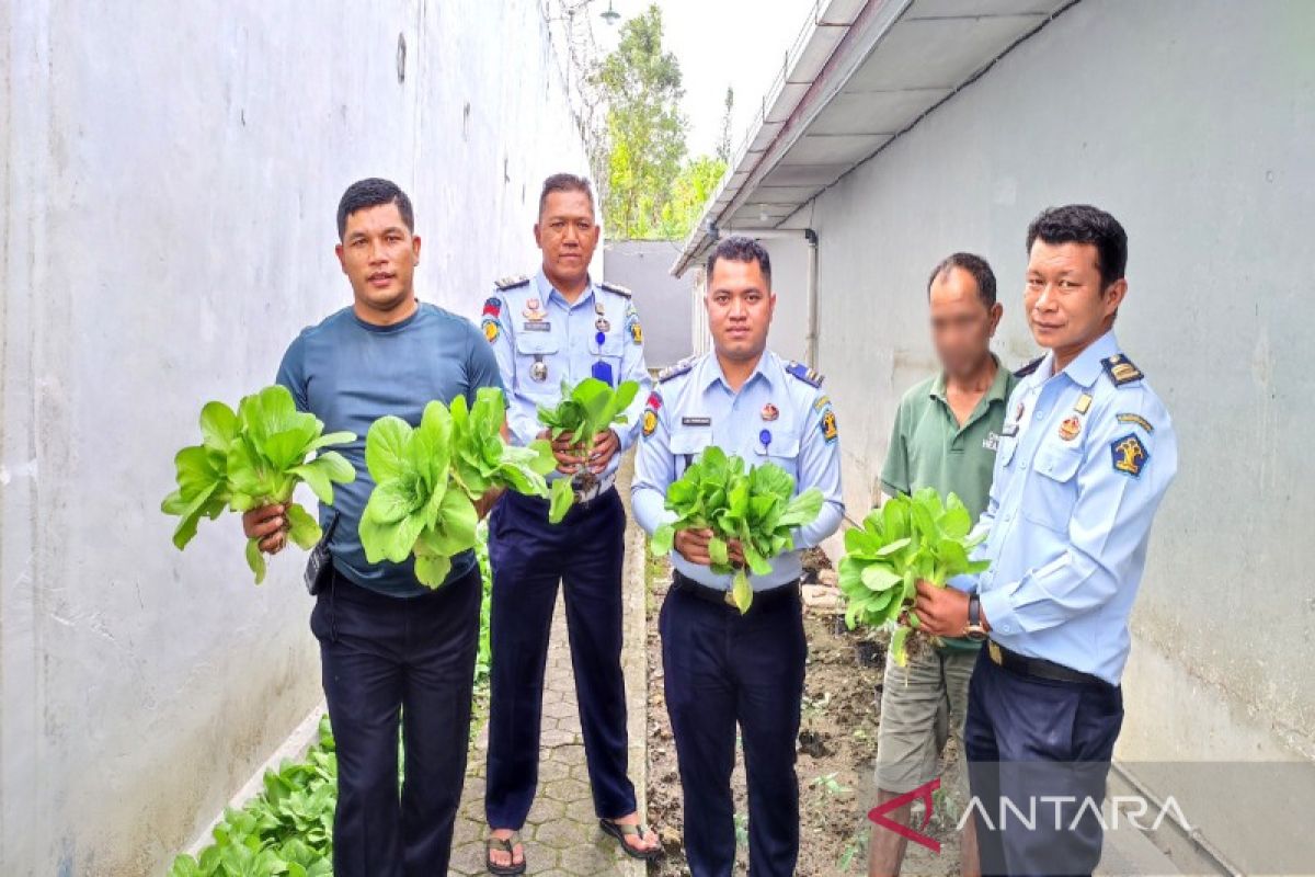 Rutan Tarutung panen sayur manfaatkan lahan sempit