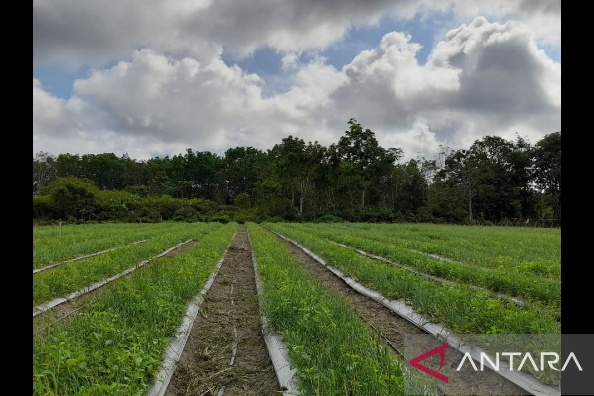 Bangka Tengah siapkan 24 hektare lahan cabai merah