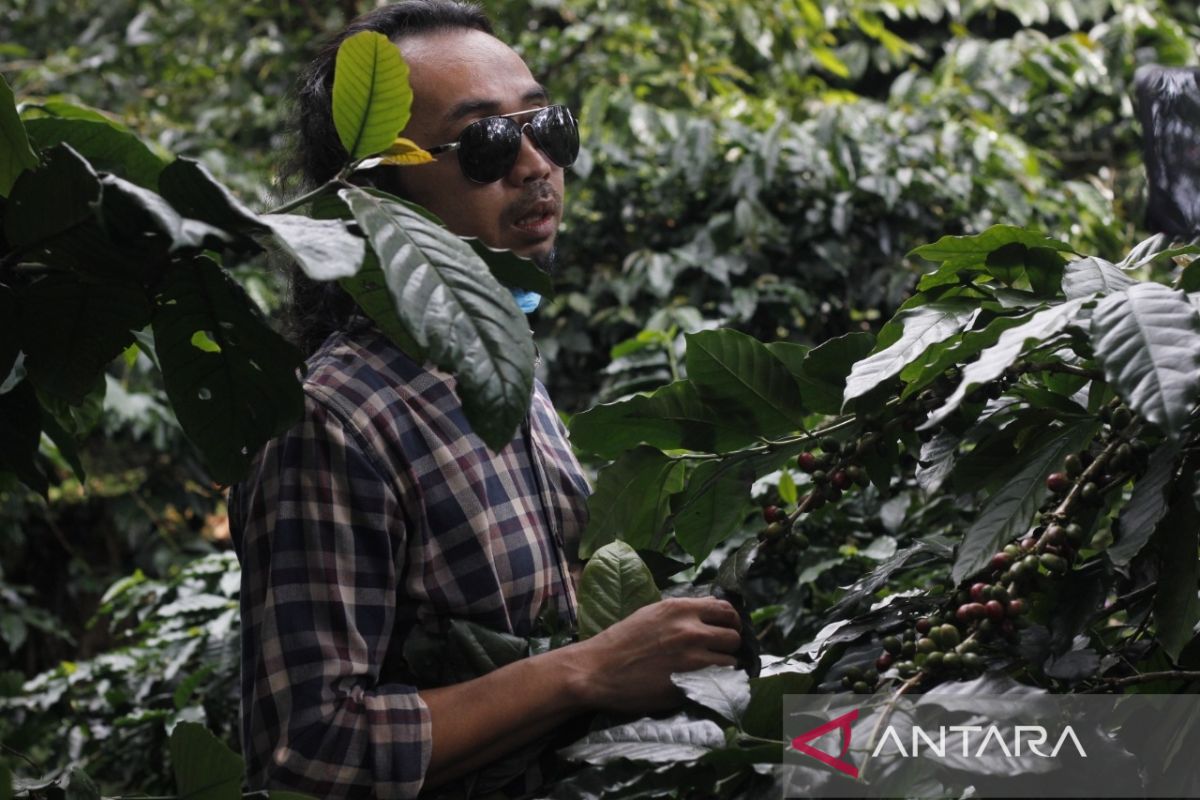Pemkab Bogor lakukan sertifikasi petani kopi untuk tingkatkan kuantitas produksi