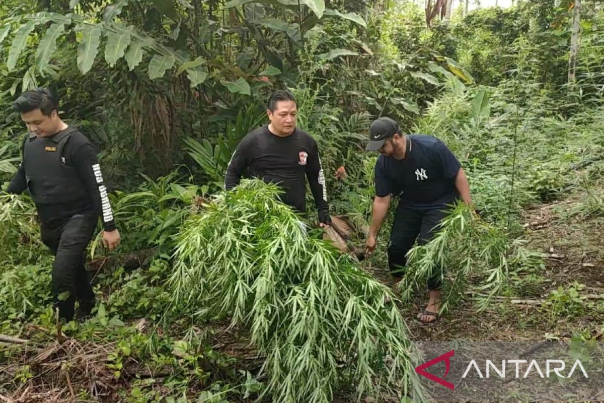 Kejar Tersangka Hingga ke Ujung Sumatera Polda Banten Temukan Tiga Hektar Ladang Ganja di Lhokseumawe
