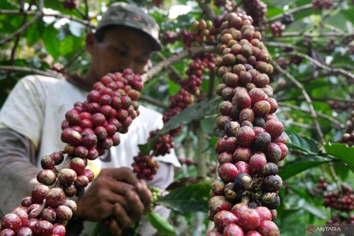 DKPPP Temanggung sarankan lahan kopi tumpangsari dengan tanaman  jahe