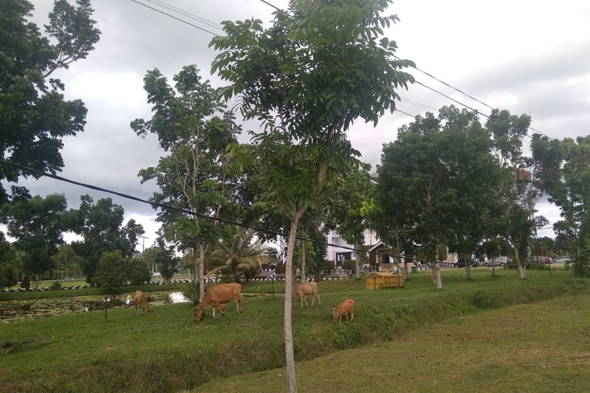 Satpol PP Mukomuko tangkap puluhan ternak berkeliaran di jalan raya