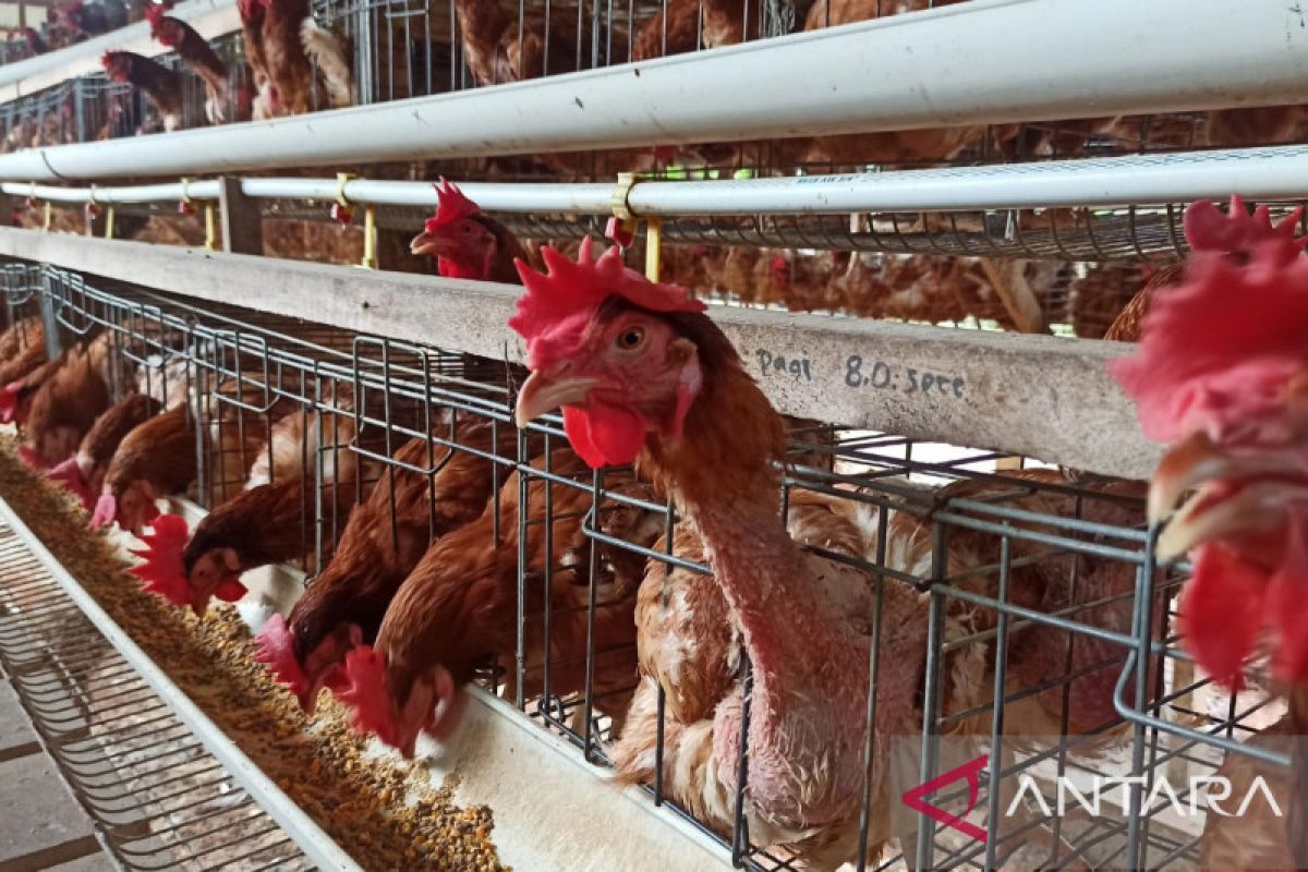 NFA tingkatkan penyerapan dari peternak, jaga stabilisasi harga ayam