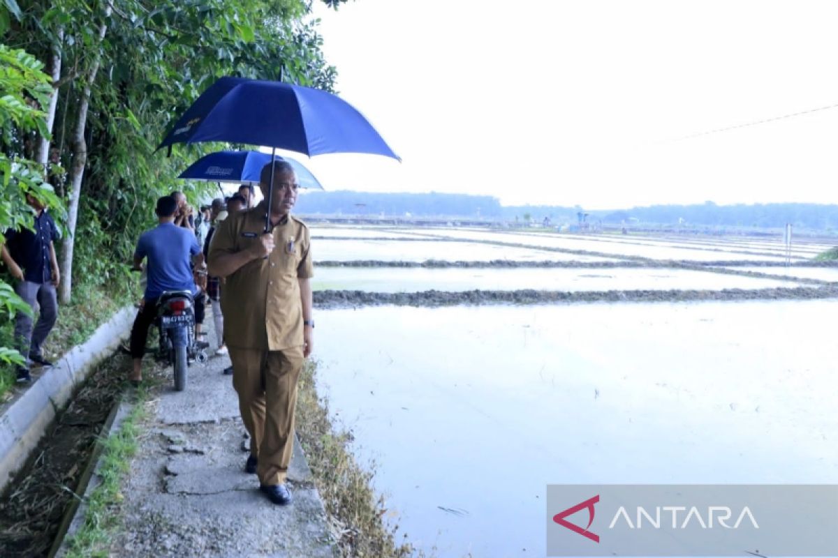 Beras Ulu Kasok asli Kampar segera hadir