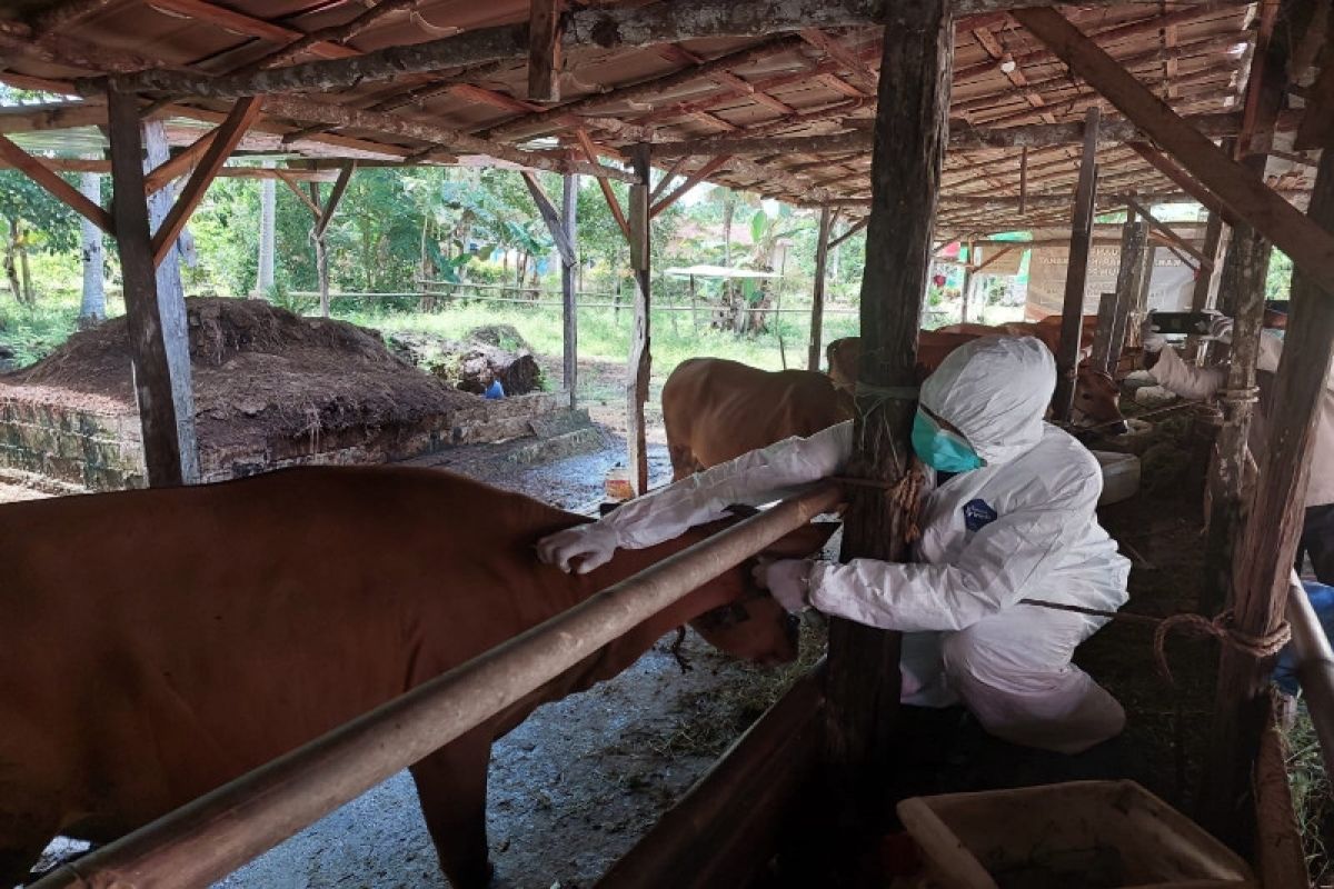 Sebanyak 2,16 juta hewan ternak telah mendapat vaksin PMK