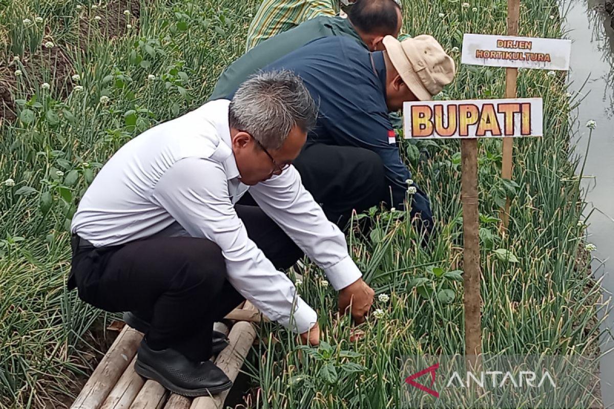 Pemkab Bantul panen perdana bawang merah seluas 175 hektare