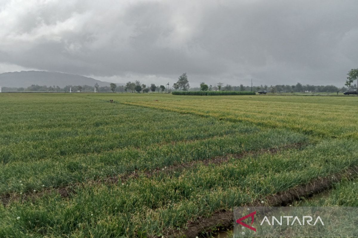 Melimpah, produksi bawang merah di sentra Bantul diperkirakan capai 14.000 ton