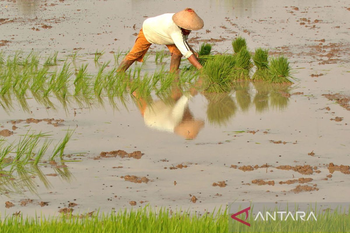 Sri Mulyani: El Nino picu turunnya target pertumbuhan pertanian 2023
