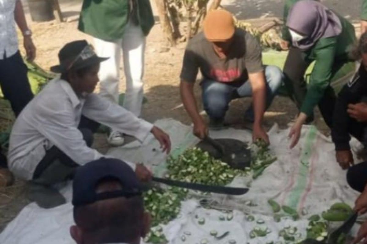 Polbangtan Medan  edukasi petani pembuatan pupuk organik