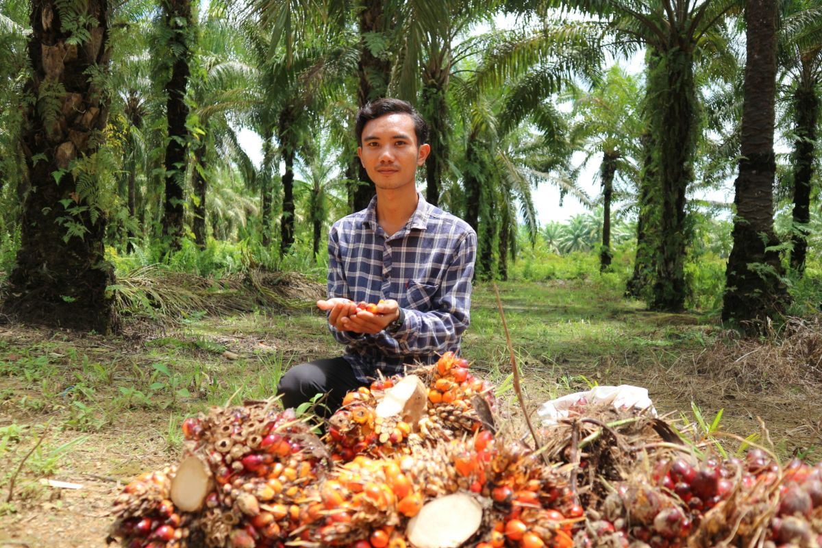 Cerita alumni Kartu Prakerja di perkebunan sawit di Kalimantan Barat