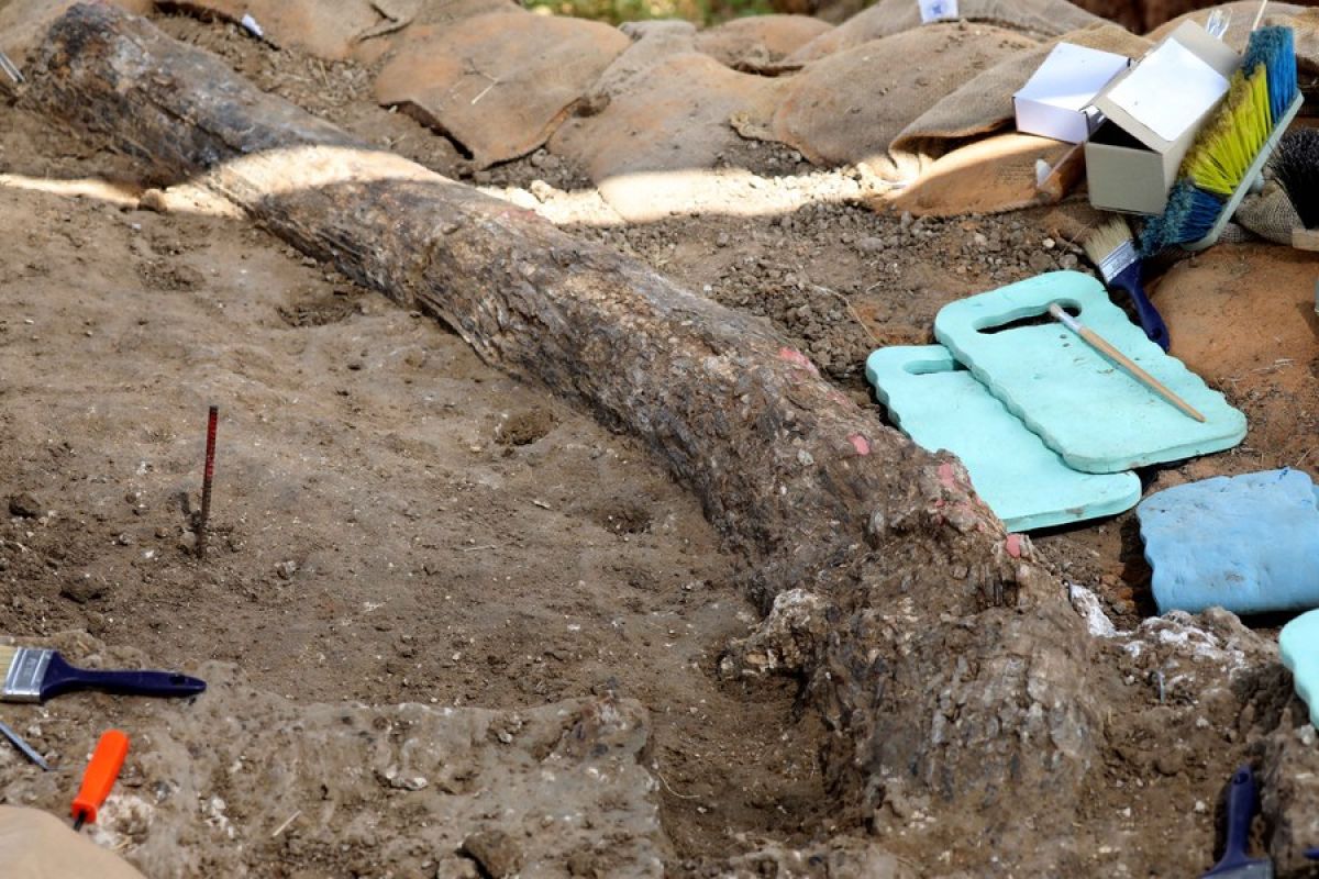 Gading gajah raksasa berusia 500.000 tahun ditemukan di Israel