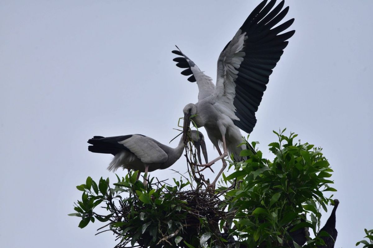 Mengamati sekawanan burung bangau paruh terbuka di Assam, India