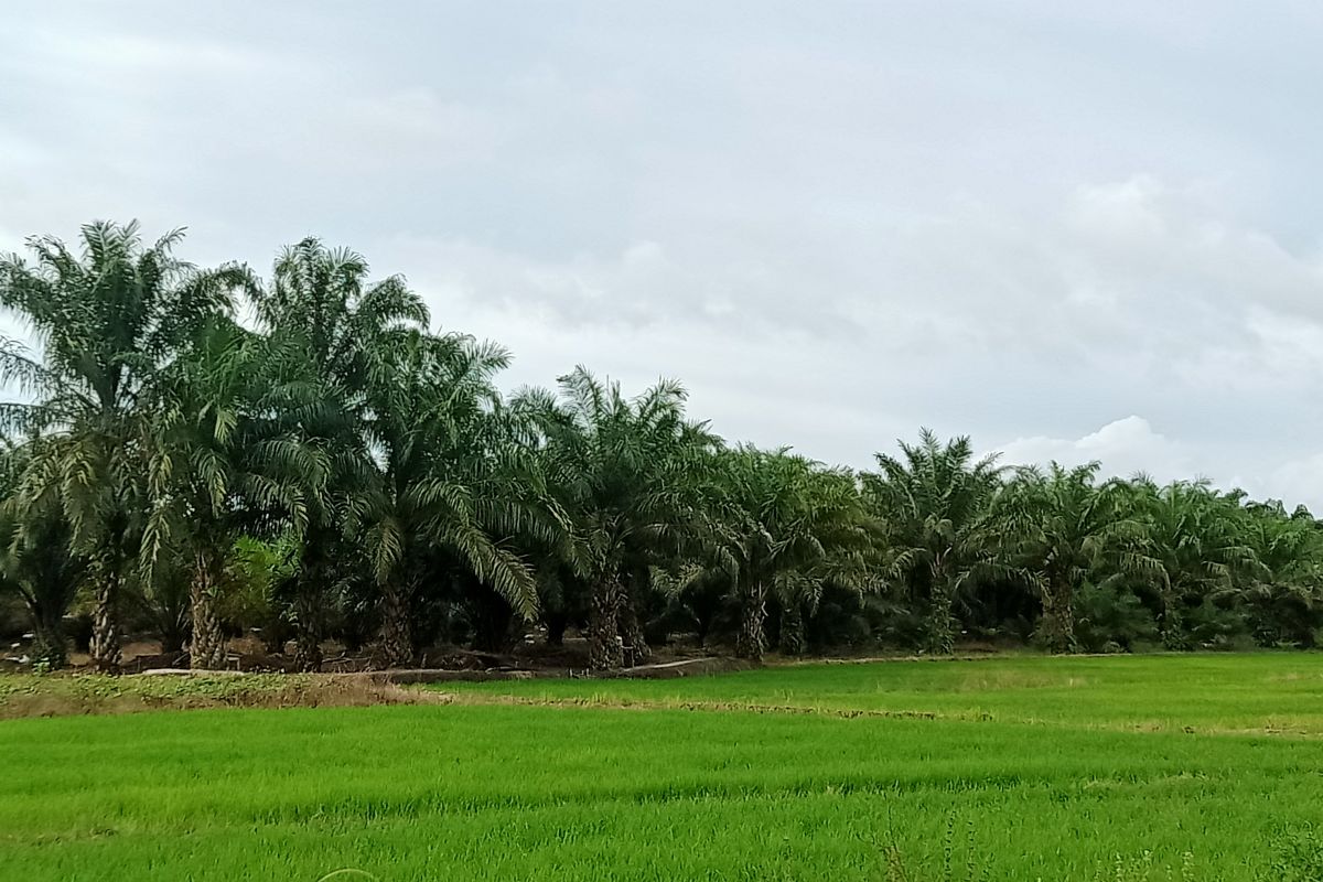 Pengembangan program ketahanan pangan di Penajam terkendala anggaran