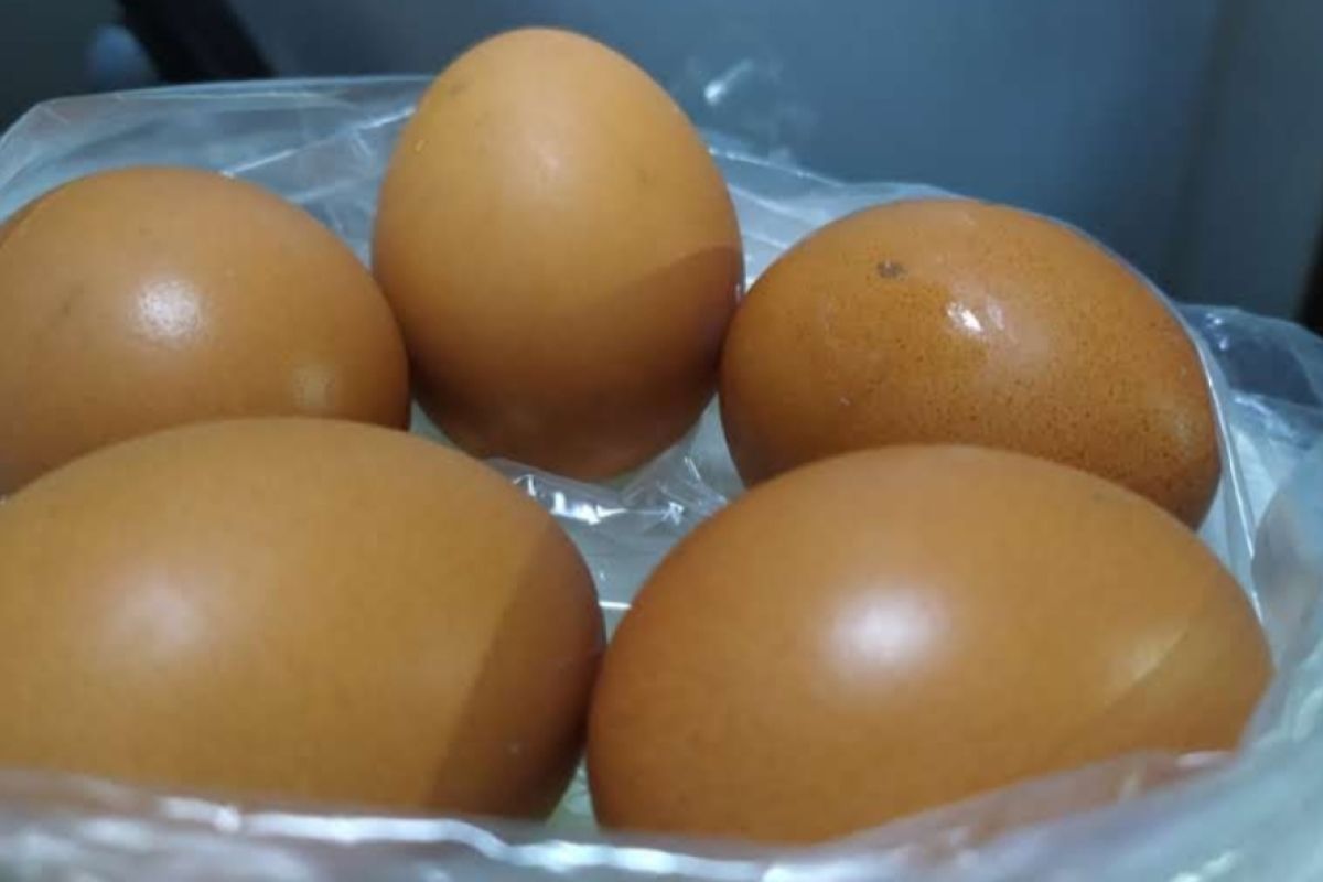 Pemprov Lampung akan lakukan OP jaga stabilitas harga telur