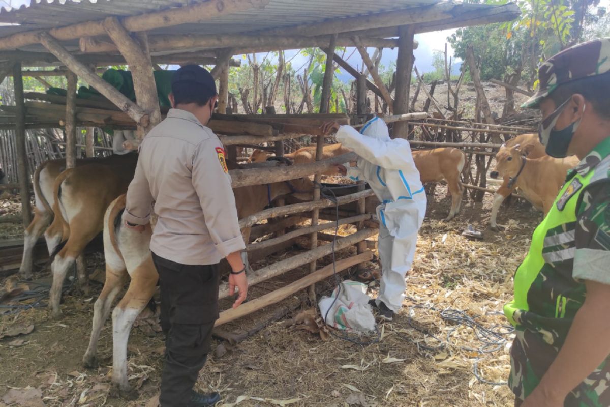 Distan Lombok Tengah usulkan 11 ternak dapat ganti rugi dampak PMK