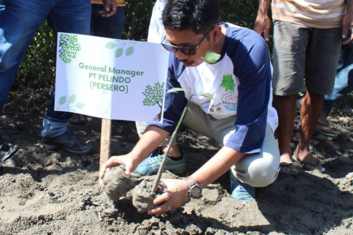 Pelindo lestarikan lingkungan tanam 2.500 mangrove di Sumba Timur