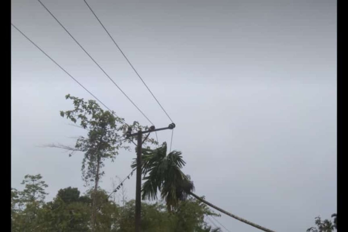 Mati lampu akibat pohon tumbang, ini harapan PLN Aceh Jaya