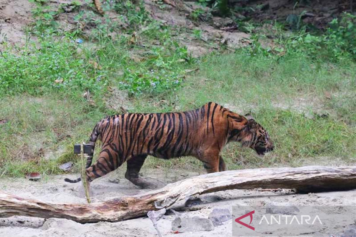 BKSDA turunkan tim atasi harimau masuk kebun warga di Aceh Tenggara