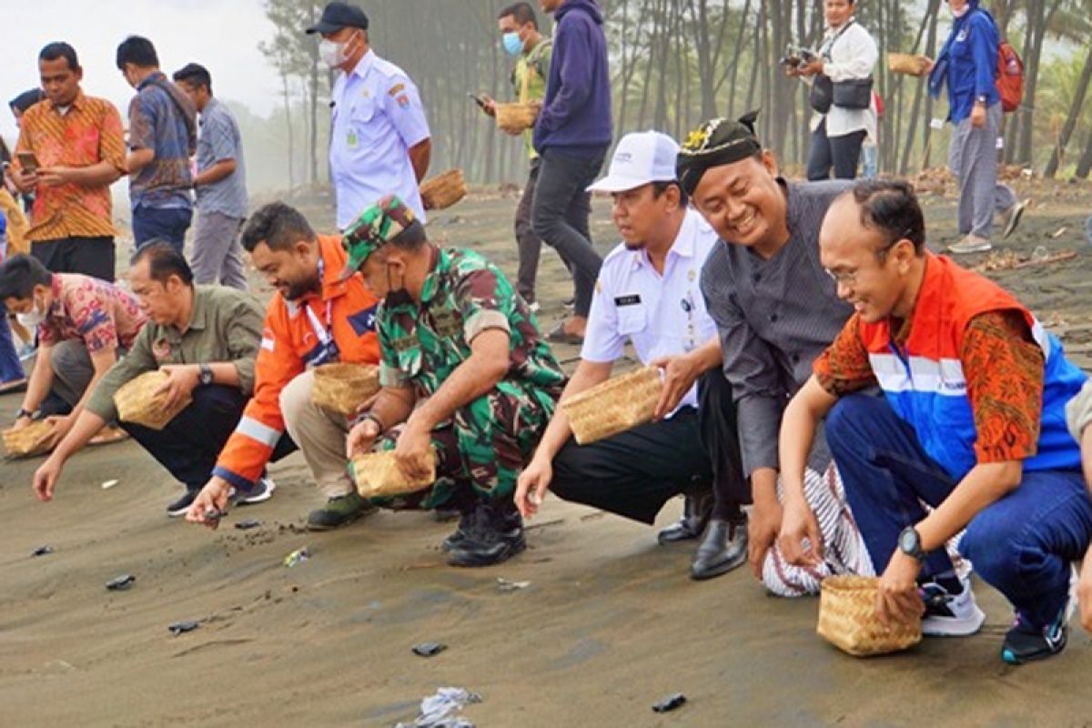 Pertamina lepas liar total 813 ekor Penyu di Pantai Sodong Cilacap