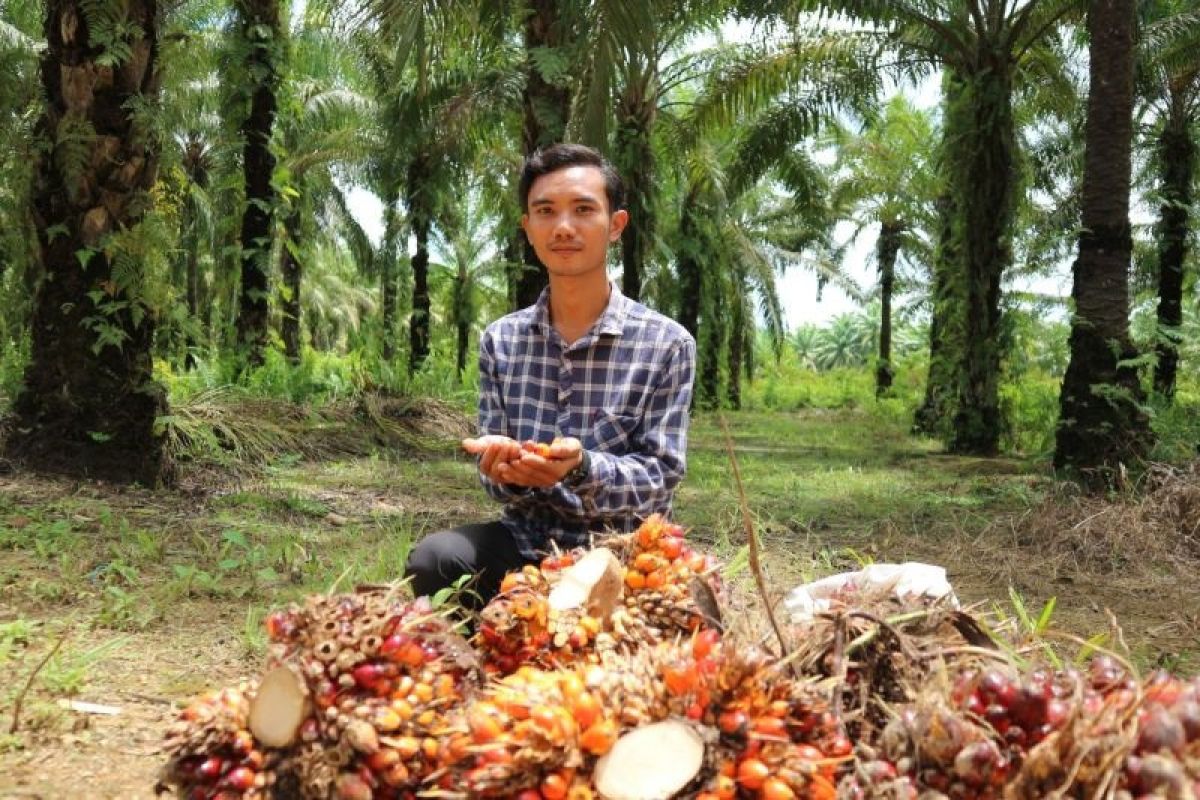 Cerita alumni pelatihan Kartu Prakerja di perkebunan sawit di Kalimantan Barat