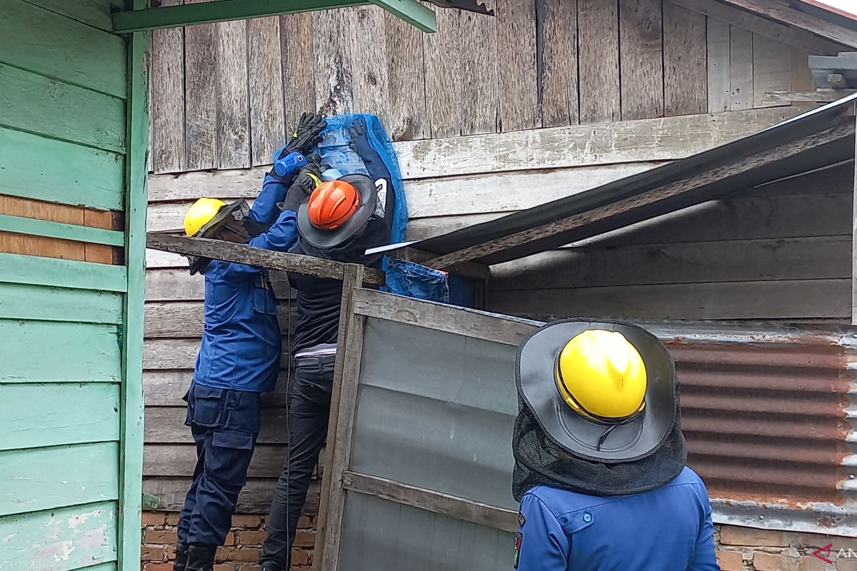 Damkar Bukittinggi evakuasi sarang lebah di rumah warga