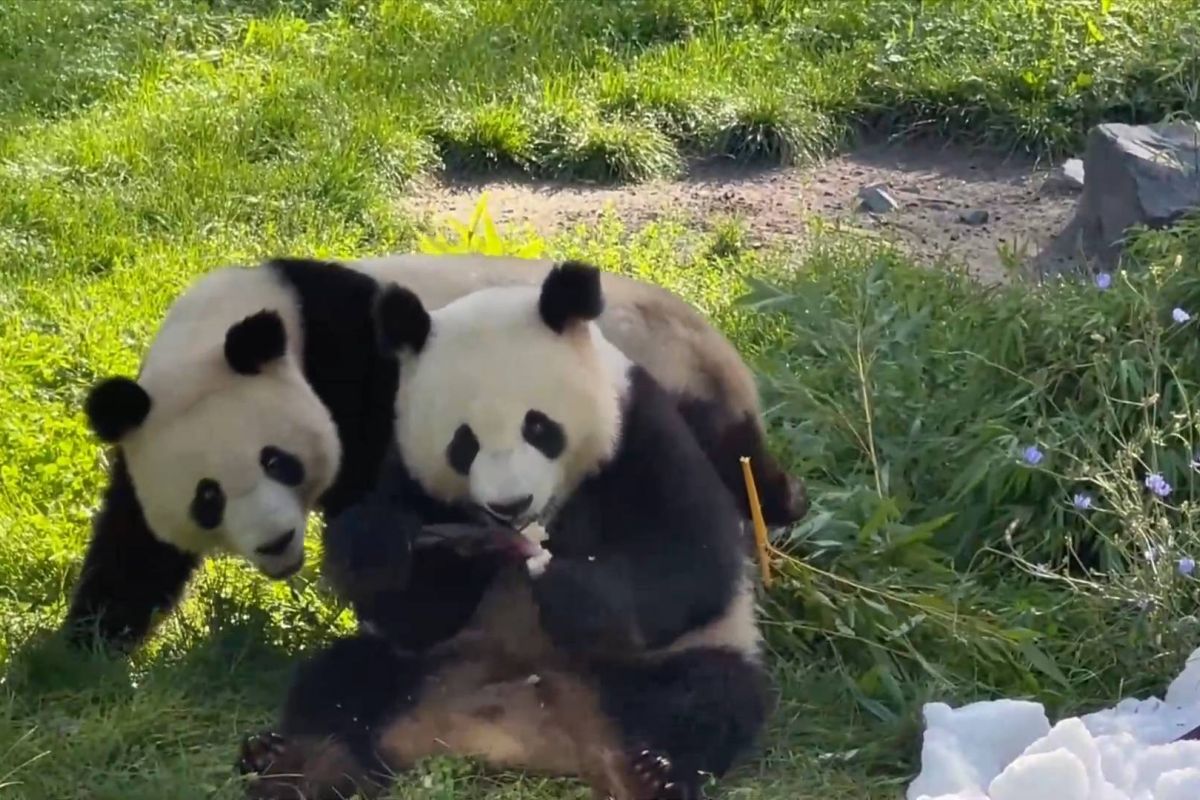 Panda raksasa kembar pertama yang lahir di Jerman injak usia 3 tahun