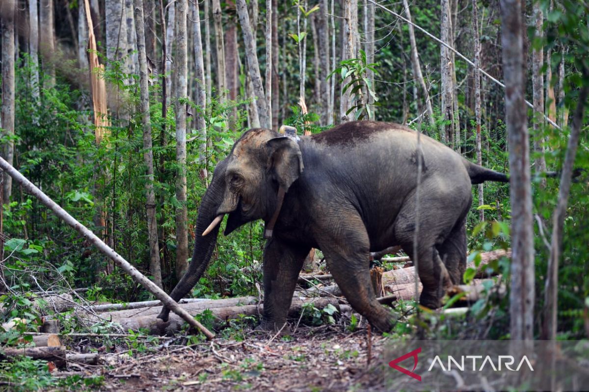 BKSDA Jambi teliti penyebab kematian gajah jantan