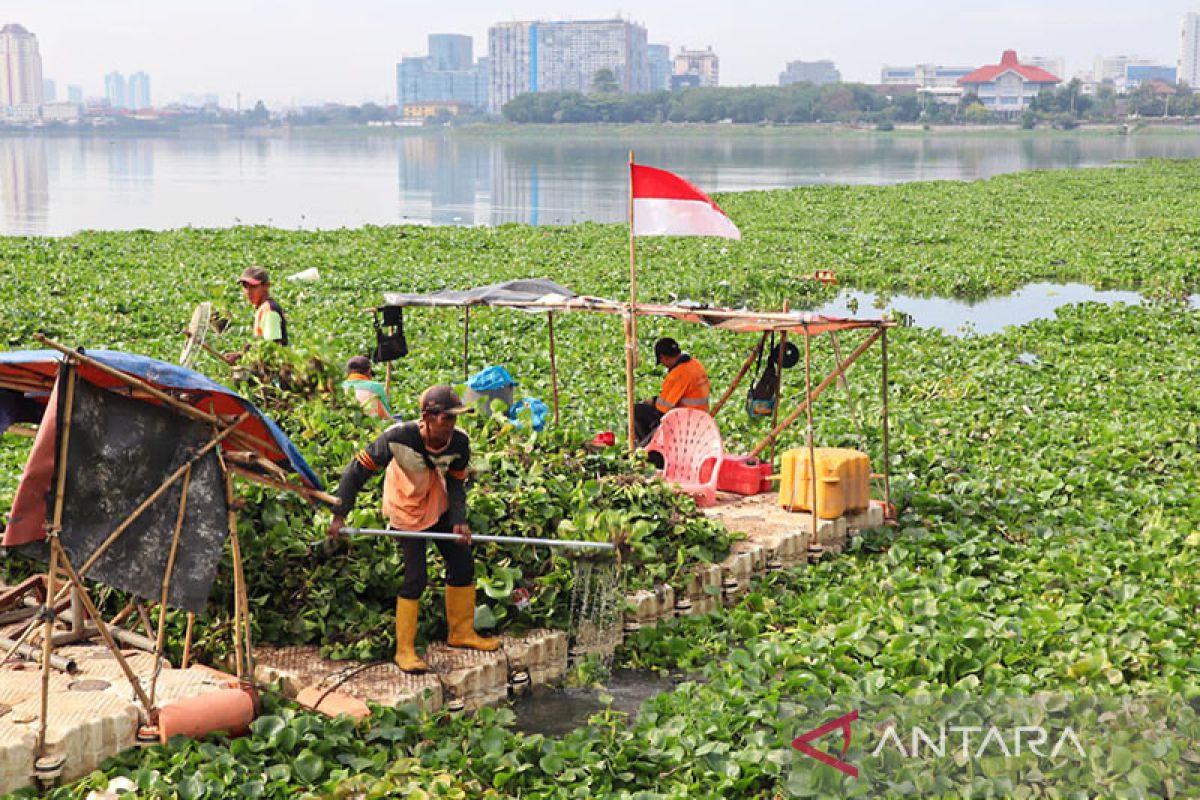 Pemkot Jakarta Utara bersihkan hama eceng gondok di Waduk Pluit