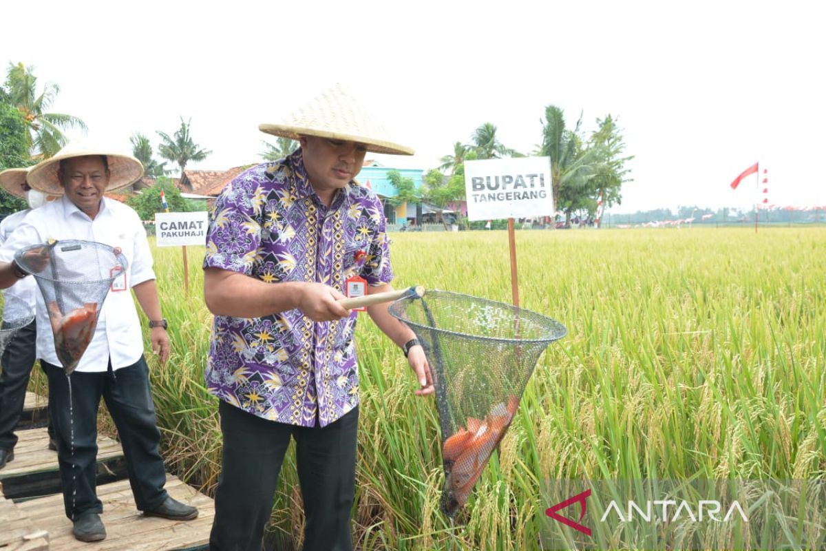 Bupati Tangerang: Inovasi pertanian demplot dan mina padi perlu dikembangkan