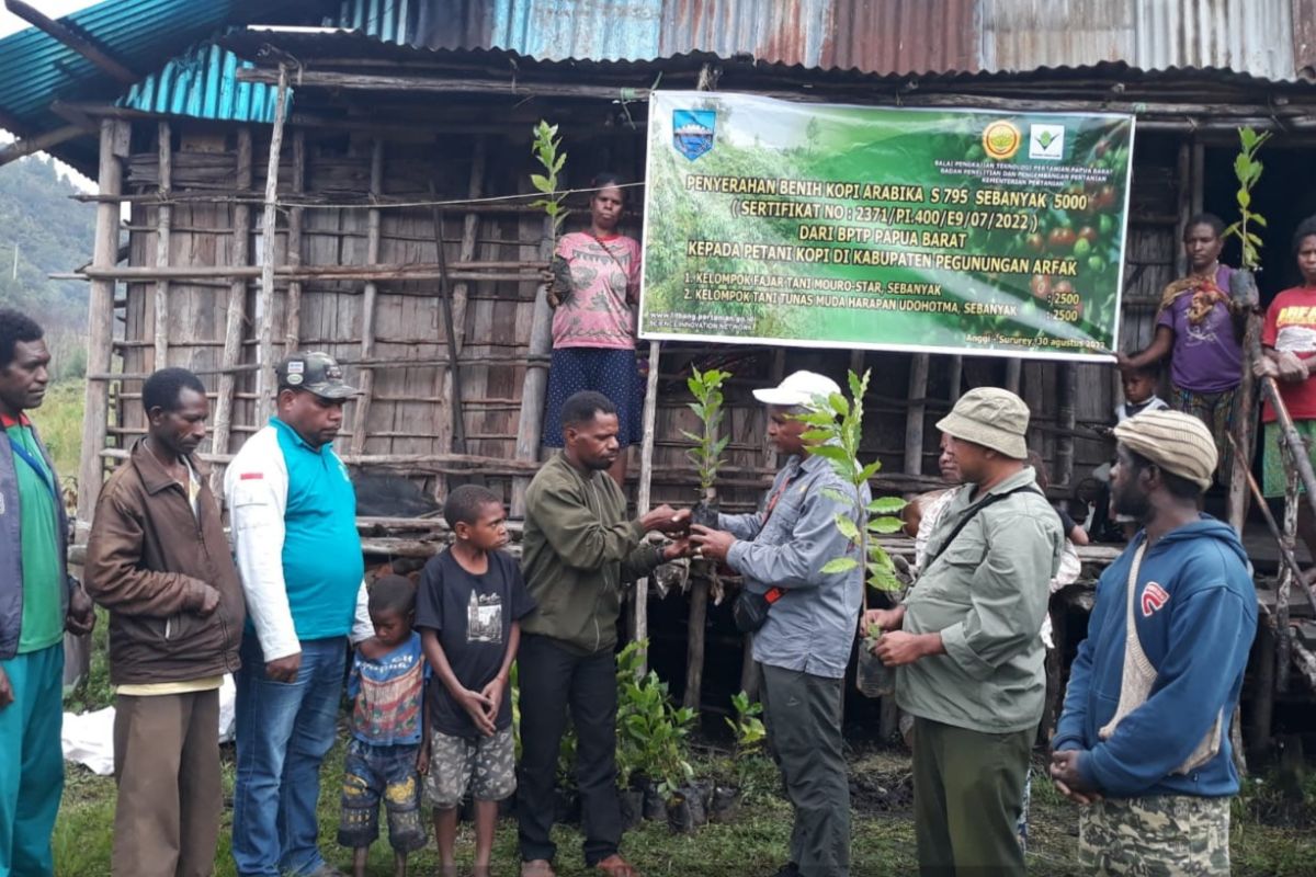 BPTP Papua Barat salurkan 6.000 benih kopi untuk petani Pegunungan Arfak
