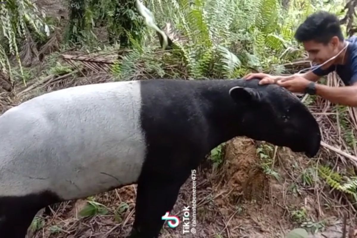 Viral video penemuan tapir jinak, BBKSDA Riau harap warga segera lapor
