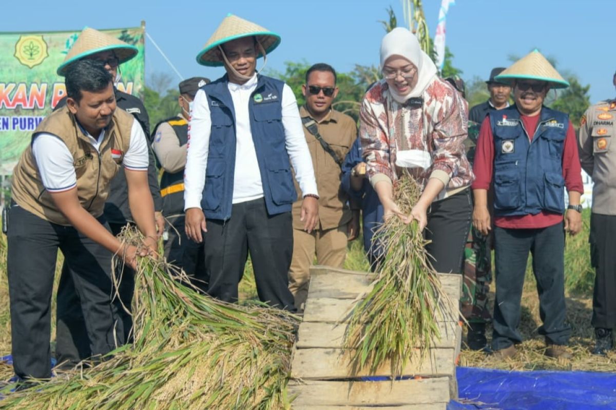 Puncak musim panen padi di Purwakarta 12 ribu hektare hasilkan 80 ribu ton