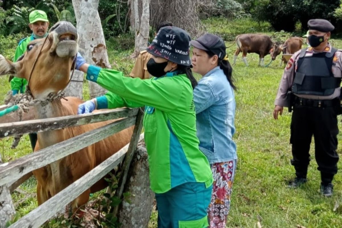 Berikut kendala utama vaksinasi PMK di Gunung Mas