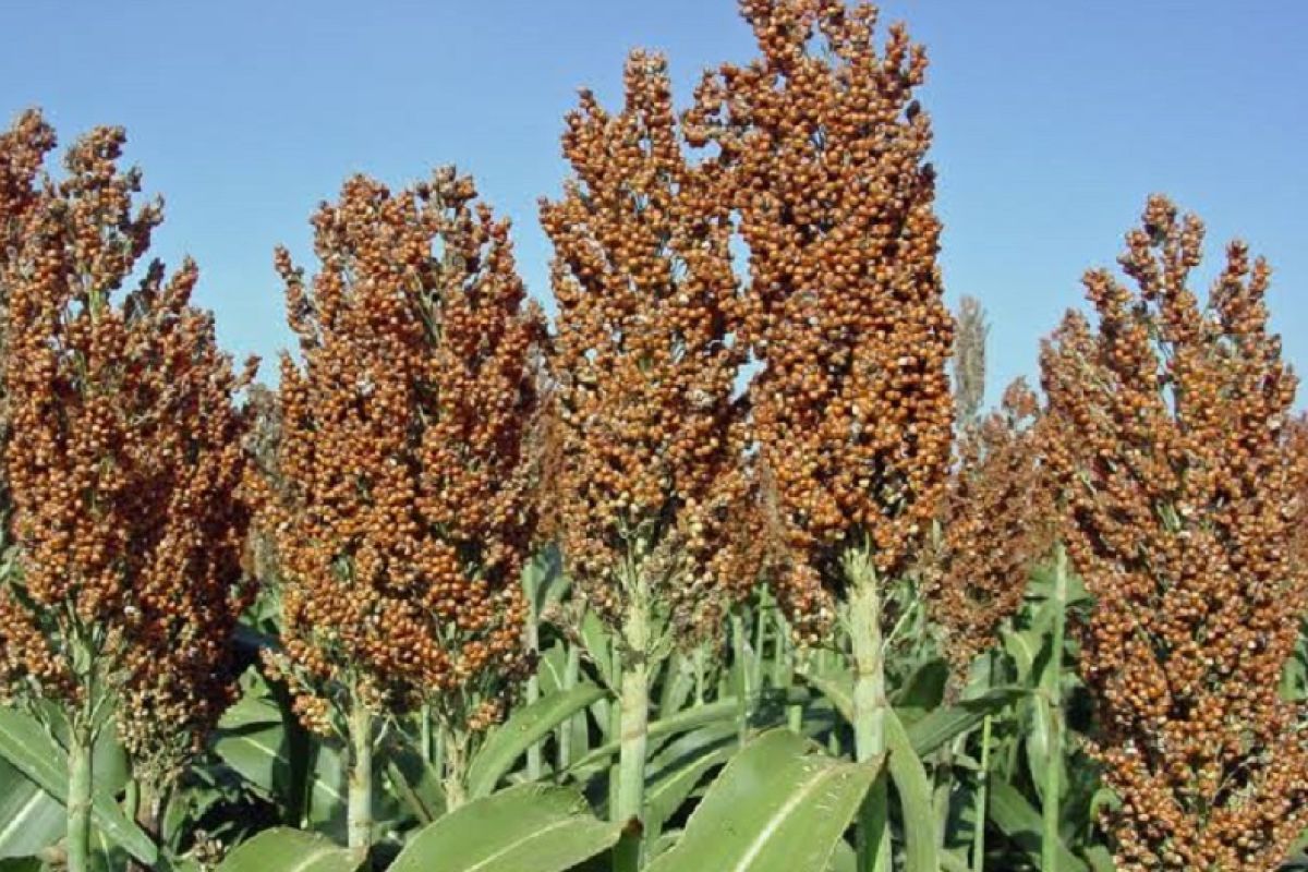 Ministry encourages upstream, downstream development of sorghum