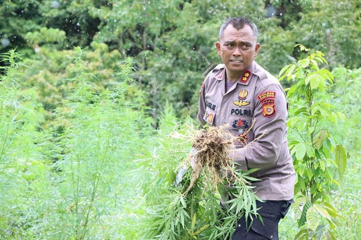 Polisi musnahkan ribuan batang tanaman ganja di lahan empat hektare ladang ganja