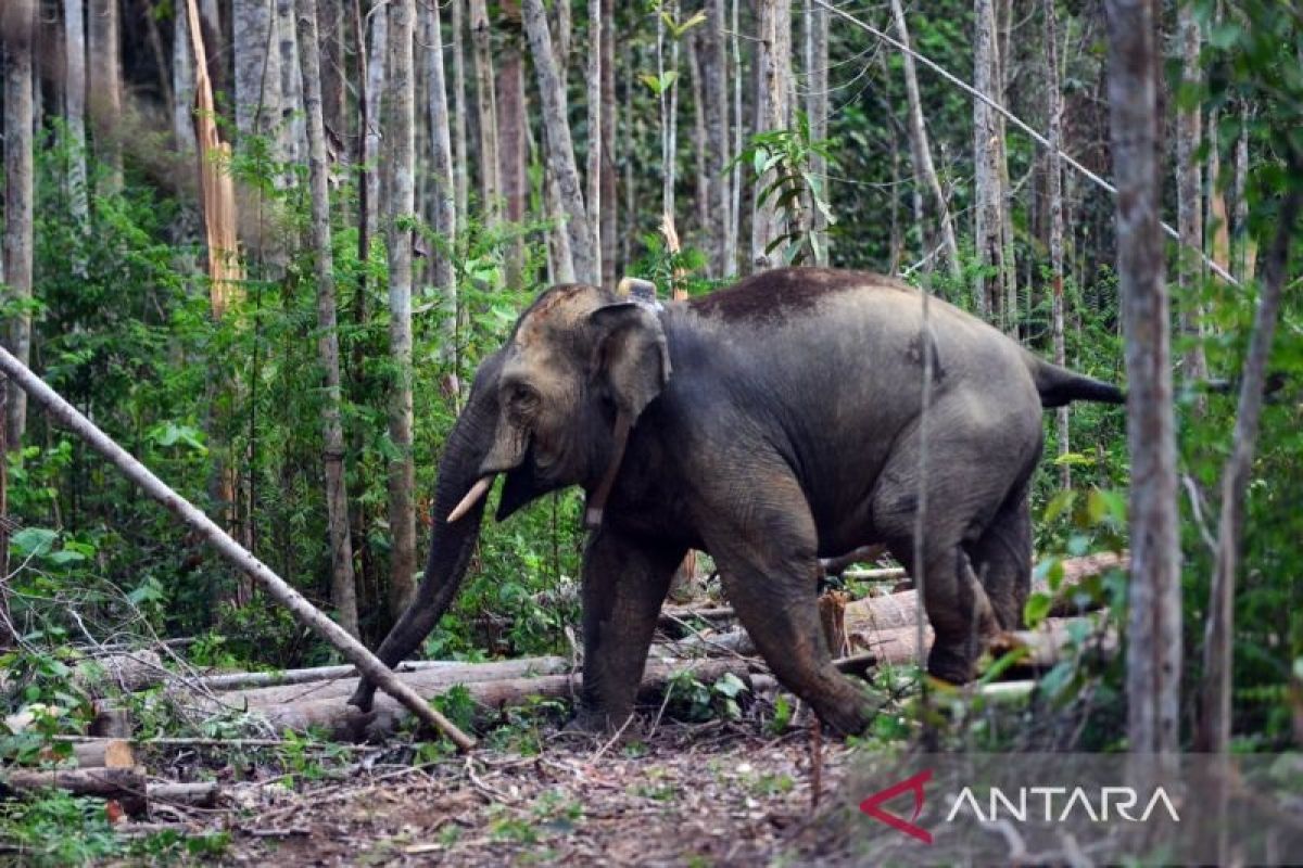 Seekor gajah liar masuk kepemukiman warga di Lamno