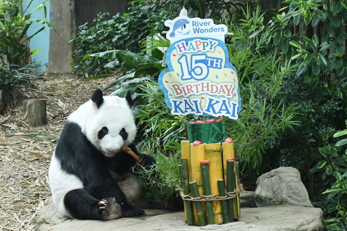Panda raksasa Kai Kai dan Jia Jia tinggal di Singapura 5 tahun lagi