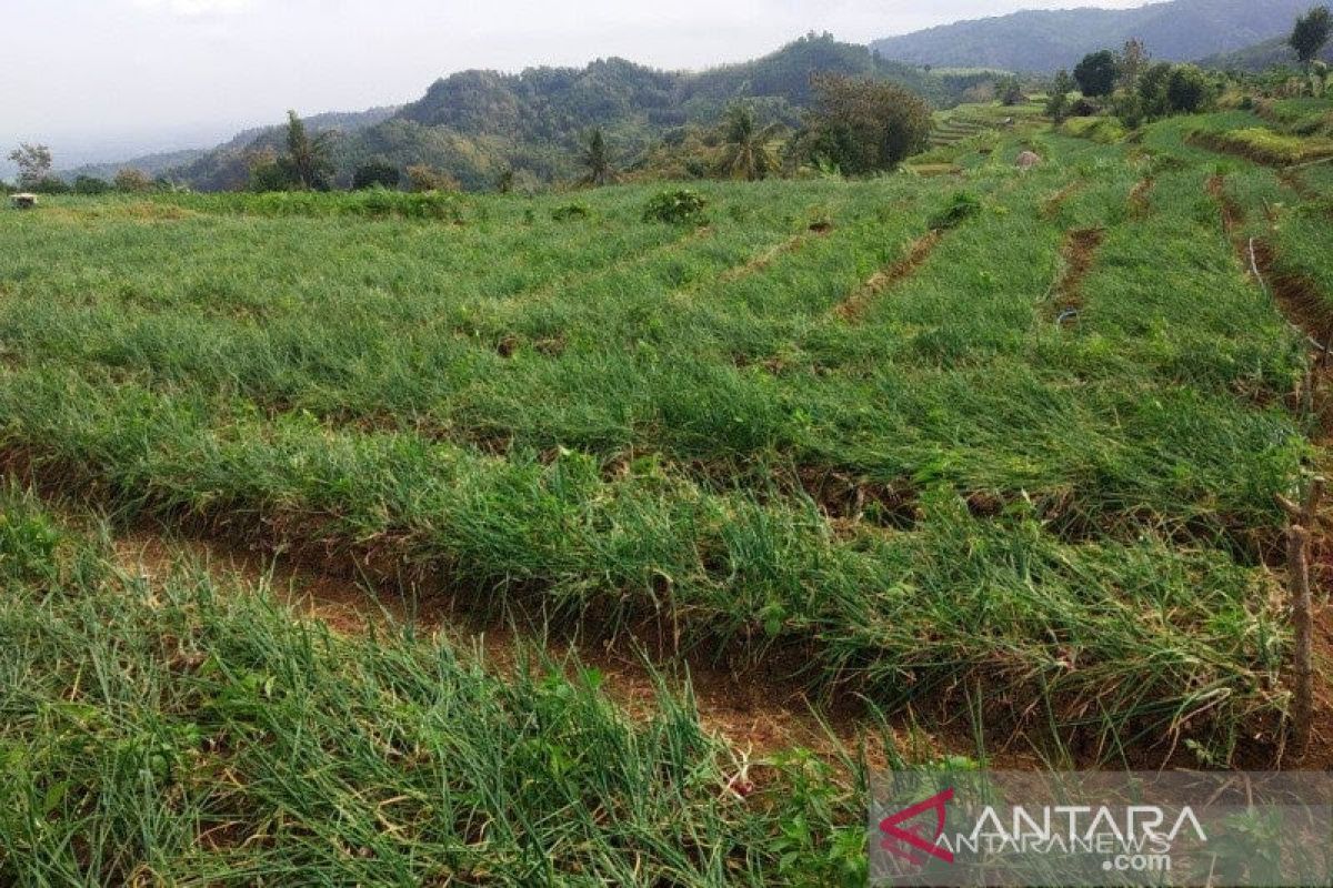 Petani Bantul harus melek teknologi pertanian