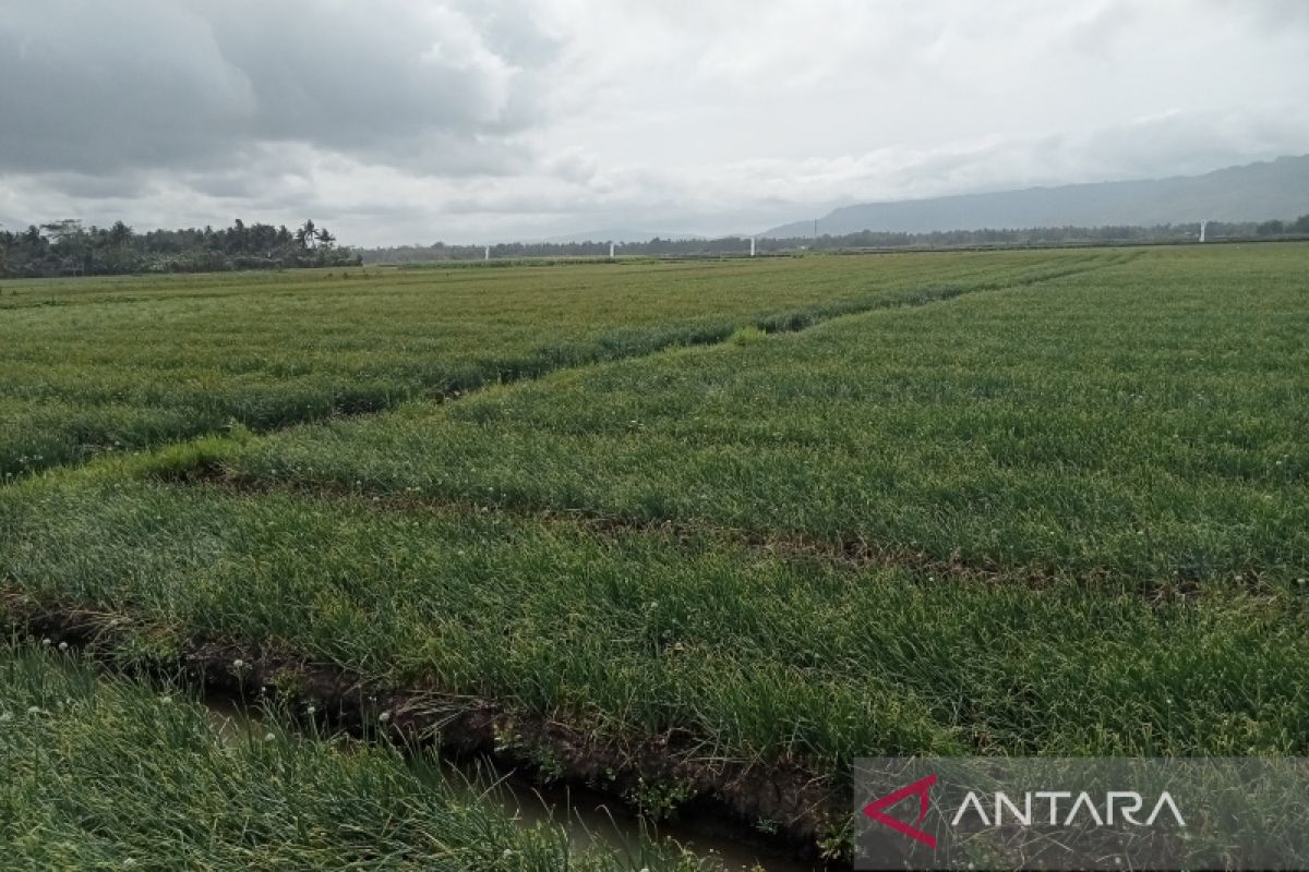 Kementan harapkan petani simpan sebagian panen bawang untuk benih sendiri