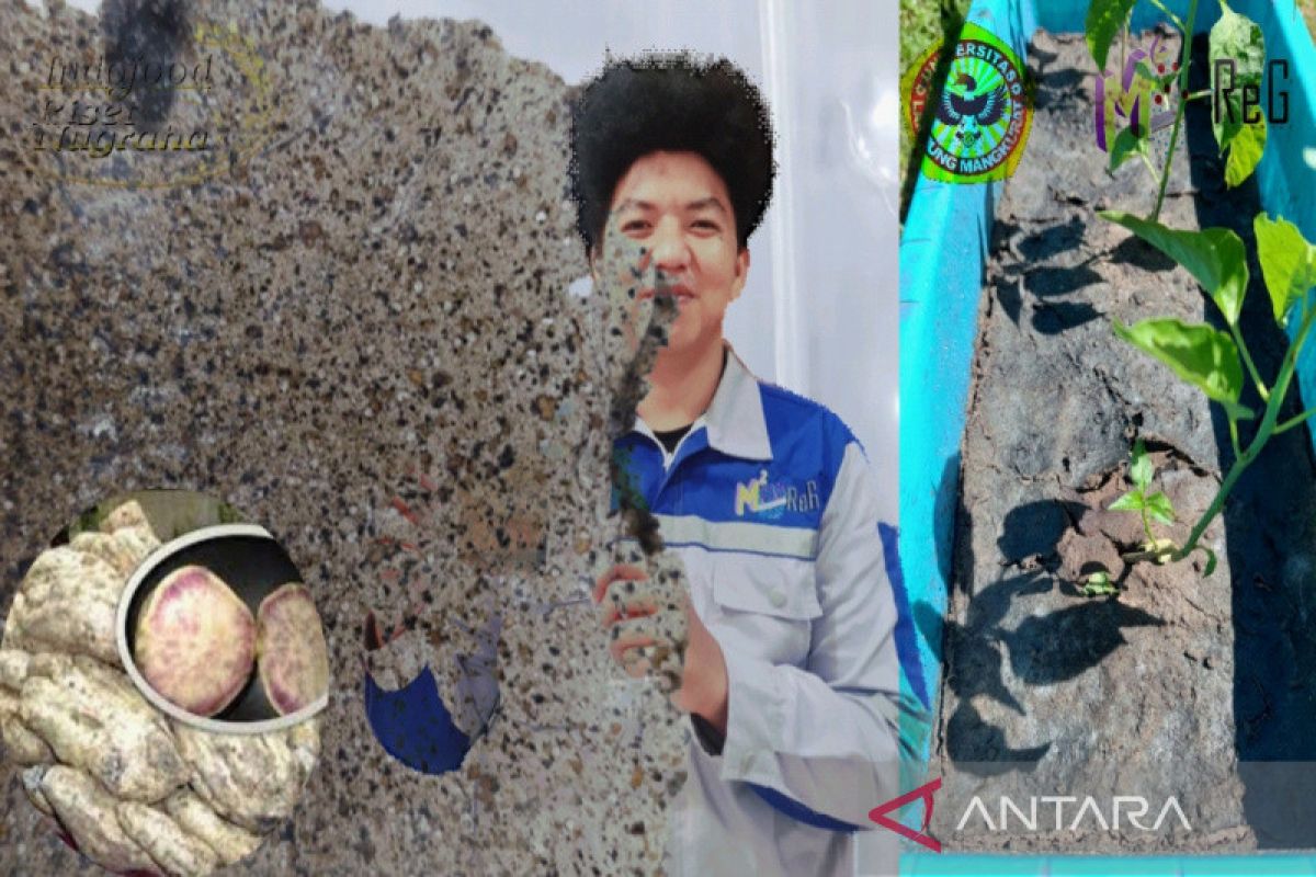 Universitas Lambung Mangkurat ciptakan mulsa dari pati ubi nagara pengganti plastik