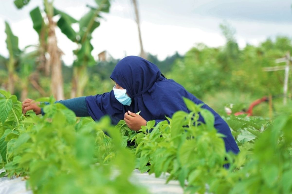 Distan upayakan kebutuhan sayuran Ternate bisa dipenuhi petani lokal, suport petani lokal