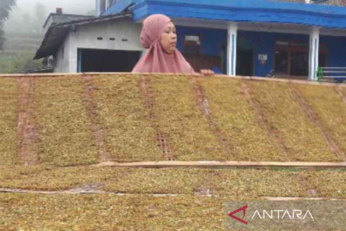 Meningkatkan nilai tambah tembakau Temanggung