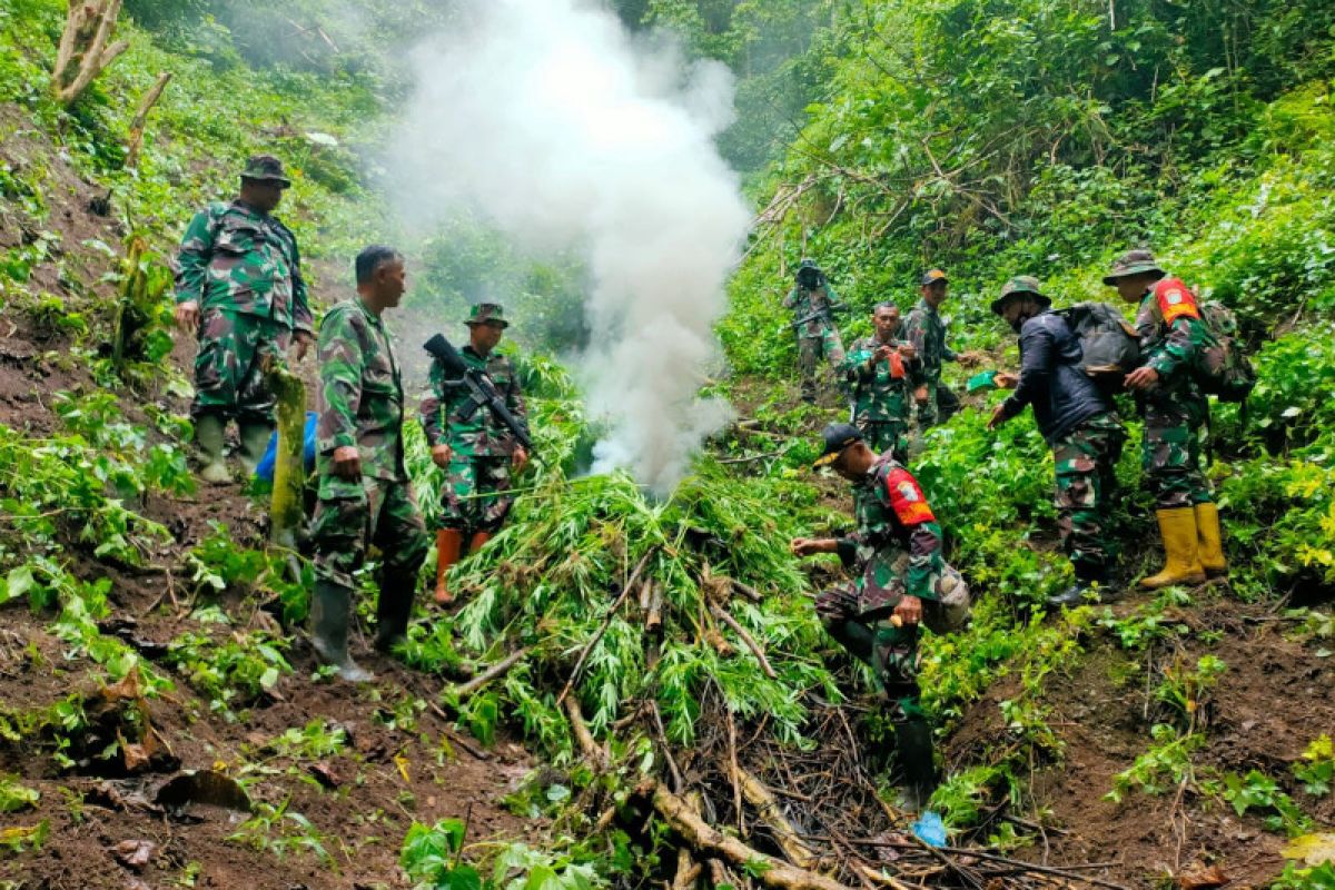 Kodim Pidie temukan dua hektare ladang ganja di pegunungan Tangse