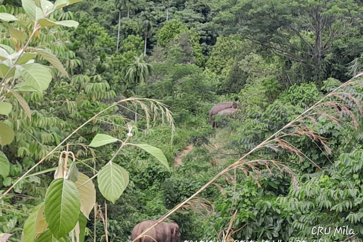 Seekor  gajah digiring ke hutan